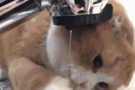 没想到多喝水也能帮助减肥图片