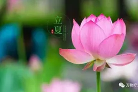 立夏后，喝“姜枣茶”最好的时间到了，从现在一直喝到头伏，可把体内病气扫光光图片