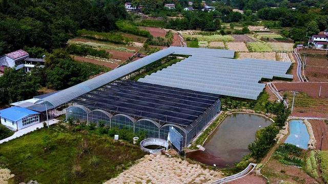 董家埂镇：打造特色农产品产业链 助力乡村振兴｜成都东部新区两周年