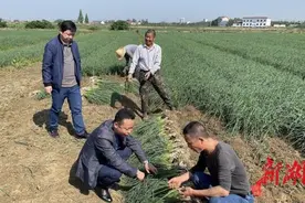 三塘镇藠头丰收上市图片