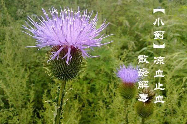 清热解毒,凉血化瘀,如金似银的金银花(消炎清热解毒的中草药有哪些)