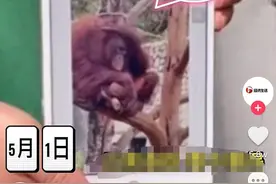 洗衣、扫地、剪指甲……比老公优秀的“大龄单身汉”黑猩猩线上征婚 饲养员：已收到多个意向图片
