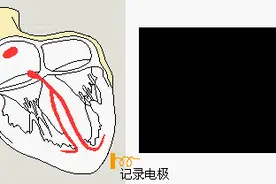 心跳速度真的会影响寿命图片