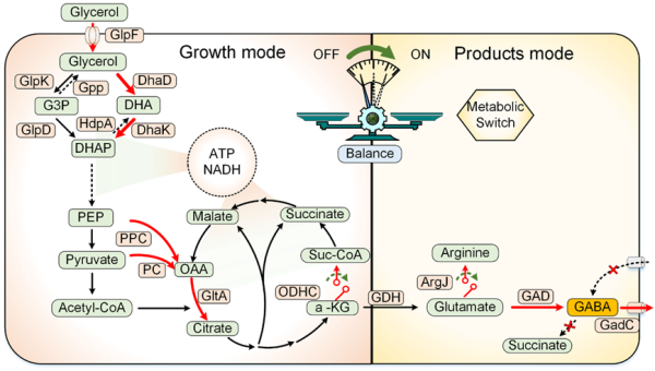 科研人员开发动态调控技术高效合成γ-氨基丁酸