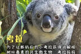 动物版的“世上只有妈妈好”，你了解吗？图片