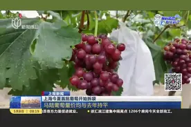 上海今夏首批葡萄开始拆袋 马陆葡萄量价均与去年持平视频封面