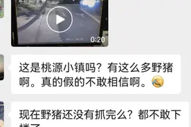 突发！杭州这个小区发现野猪？还不止一头……图片