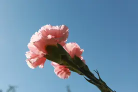 夜读丨母亲节：母爱深深，一生感恩图片