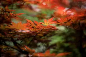 江苏淮安：初夏时节 枫叶流丹让人醉图片