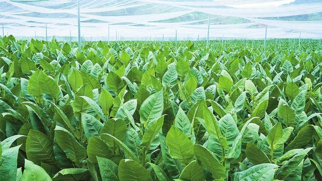 玉溪seo优化排名（岁月鎏金 长河激荡 云南省烟草专卖局公司赓续奋进40年纪事）