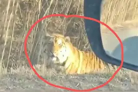吉林男子自驾偶遇东北虎晒太阳，村民：它常在附近溜达图片