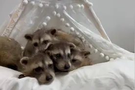 太萌了！武汉小浣熊产下罕见“六胞胎”
