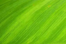 看绿色到底能不能保护视力？正确护眼牢记这几点——图片