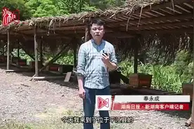 今天我来当农民丨找蜂王，摇蜂蜜，“甜蜜”生活来之不易图片