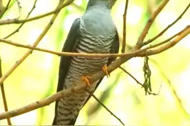 “杜鹃”既是花又是鸟，两者有什么关系呢？图片