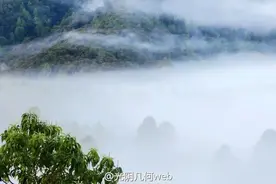 “辛达布”——记我国大陆最高树发现过程图片