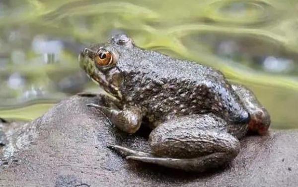 湖南这6批次食品抽检不合格！涉及牛蛙、韭菜等