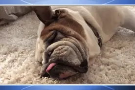 先别急着分床睡！10 招抢救打呼噜，总有一个适合你图片