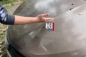 “破案”啦！车停树下遭泼“油”，原是蚜虫作的案图片