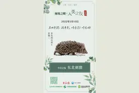 秘境之眼•人类之友 日历 | 东北刺猬：满身刺，咋亲热？咋生娃？图片