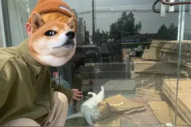 我的记“疫”丨门缝里的救助：90后小伙与被困的橘白猫图片