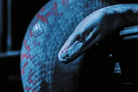 太吓人！车子行驶福州高速路上，迎面蹿出条蛇……图片