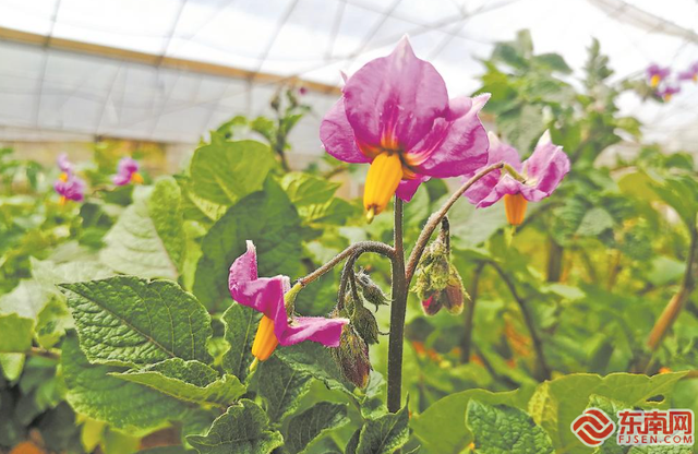 椹搩钖偛绉嶇殑绂忓缓鎺㈢储