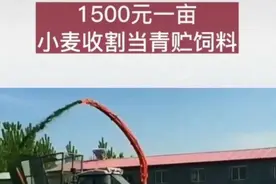 小麦未熟就收割做青贮饲料引关注，农业农村部发通知坚决禁止毁麦图片