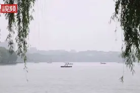 西湖边这一段的柳树怎么不见了？景区刚刚回应了视频封面