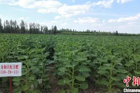 中国古郡五原：一粒葵花籽的国际味道图片