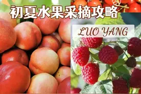 2022初夏版，洛阳水果采摘攻略出炉！图片