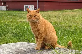 川大百余只流浪猫拥有职工证件照，被领养后由“在职”变“跳槽”图片