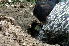 三苏祠再擒“蚁后”躲在盘陀像后一天产卵上万图片