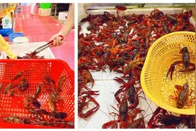 小龙虾上市，医生对于吃虾这样说……图片