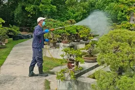 家养植物长蚜虫了怎么办？上海植物园给你支招图片