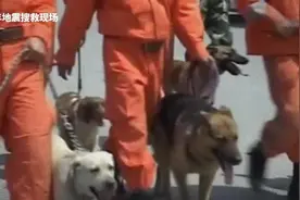 曾救出70%的幸存者，67只汶川地震搜救犬已全部离世图片