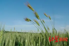 种植户眼中的青贮小麦事件：更像是网络上的一场跟风炒作图片