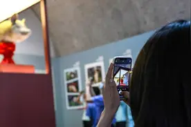 汶川地震十四周年：“猪坚强”标本回家，一生承载着汶川记忆图片