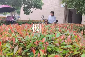 “你养我小，我养你老”，湖北崇阳女教师推着轮椅上的养父上班图片