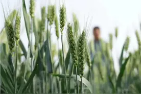 “割青麦作饲料”？到底咋回事？图片
