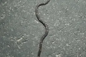 他俩在十堰路边发现的，专家：罕见！有剧毒图片