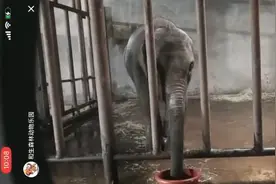 评论｜小象莫莉的命运，不应该陷入无解的困境图片