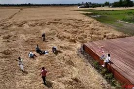 大妈大叔踩踏麦田打卡拍照，这样的照片可不美图片