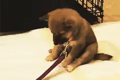 娃睡觉总打呼？快看医生，晚了长不高还“长残”！图片