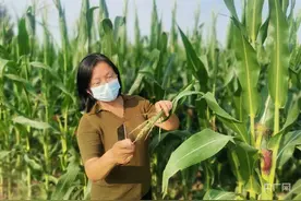 栉风沐雨三十载 她是农民的贴心人图片