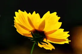 免费赏！夏花灿烂美如画！赏花拍照就在家门口...图片