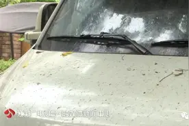 车停树下落满“油滴”？罪魁祸首就是它图片