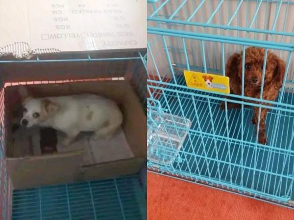 铲屎官隔离，宠物咋办？这个“宠物方舱”样本来了