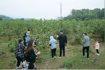 周末好去处！满枝桑葚等你来摘图片