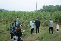 周末好去处！满枝桑葚等你来摘图片
